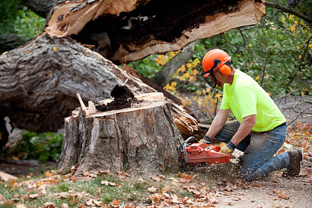 Large Tree Removal